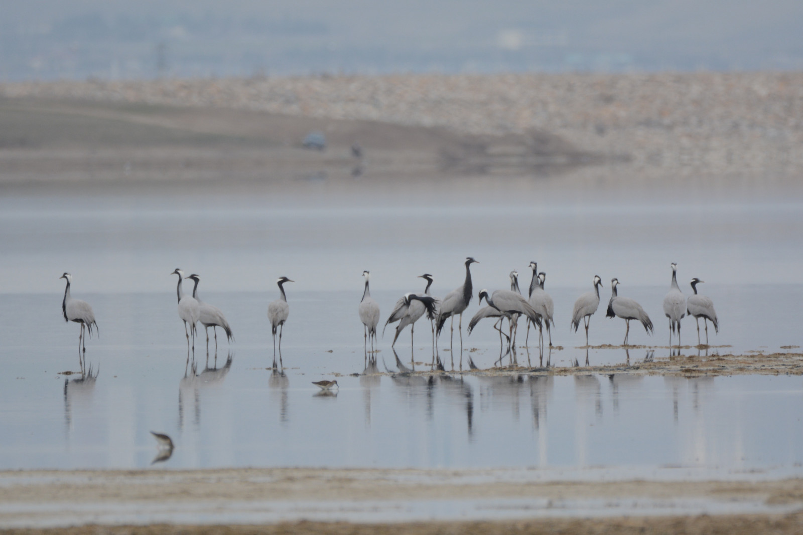 image Demoiselle Crane